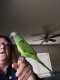 Conure