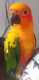 Conure