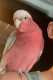 Galah Cockatoo