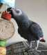 African Grey