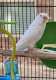 Budgerigar