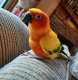 Conure