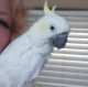 Cockatoo