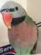 Mustached / Moustached Parakeet