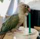 Conure