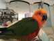 Conure