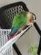 Conure