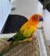 Conure