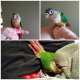 Conure