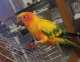 Conure