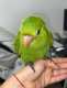 Conure