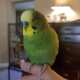 Budgerigar