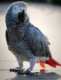 African Grey