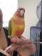 Conure