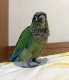 Conure