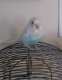 Budgerigar