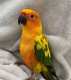 Conure