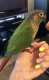 Conure