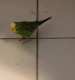 Parakeet