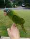 Conure