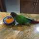 Conure