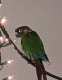 Conure