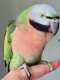 Mustached / Moustached Parakeet