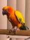 Conure