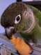 Conure