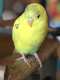 Budgerigar