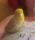 Parrotlet