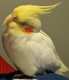 Cockatiel