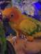 Conure