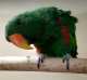 Eclectus