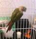 Conure