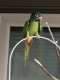 Conure