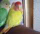 Lovebird