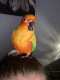 Conure