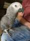 African Grey