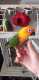 Conure