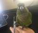 Conure