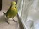 Budgerigar