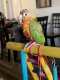 Conure