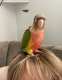 Conure