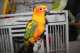 Conure