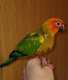 Conure