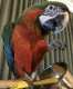 Macaw