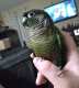 Conure