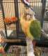 Conure