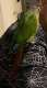 Conure